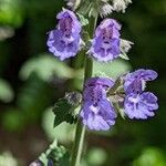 Nepeta × faassenii Floare