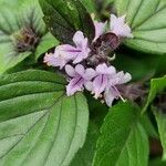 Ocimum kilimandscharicum Flower