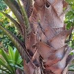 Metroxylon vitiense Bark