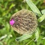 Centaurea uniflora Flower