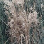 Miscanthus sinensis പുഷ്പം