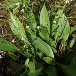 Alisma lanceolatum Leaf