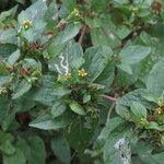 Synedrella nodiflora Лист