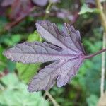 Hibiscus acetosella Лист