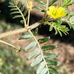 Tribulus terrestris Лист