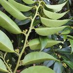 Maytenus guyanensis Leaf
