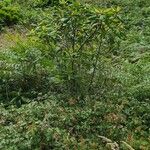 Frangula azorica Likasa