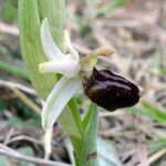 Ophrys arachnitiformis മറ്റ്