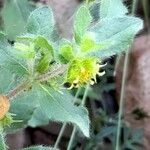 Acanthospermum hispidum Flower