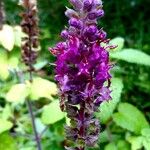 Stachys sylvatica Fleur