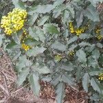 Berberis aquifolium Habit