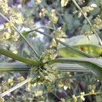 Rumex conglomeratusFlower