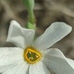 Narcissus obsoletus Квітка