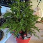 Araucaria heterophyllaΦύλλο