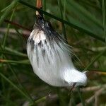 Eriophorum latifolium Ffrwyth