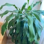 Dracaena fragrans Folha