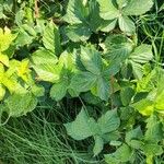 Rubus fruticosus Leaf