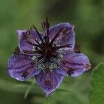 Nigella papillosa Kwiat