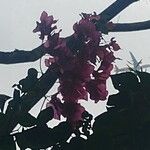 BougainvilleaList