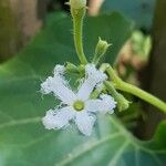 Trichosanthes cucumerina Blüte
