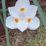 Dietes iridioides ফুল