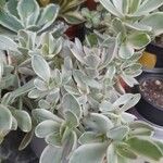 Aeonium castello-paivae Likasa