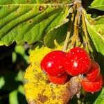 Sorbus chamaemespilus Frukto