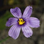 Sisyrinchium halophilum Flor