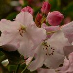 Rhododendron souliei 花