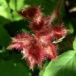 Rubus phoenicolasius Frucht