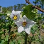 Solanum nudum Flower