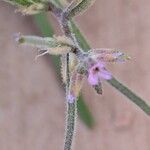 Strigosella africana Kwiat
