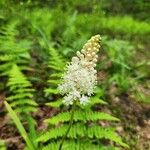 Amianthium muscitoxicum Květ