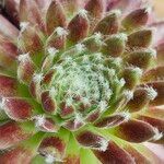 Sempervivum arachnoideum Blad