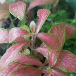 Fittonia albivenis Лист