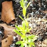 Asclepias "Hello Yellow" milkweedبرگ