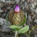 Centaurea pectinata Blüte