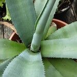 Agave sisalana 葉