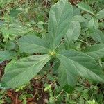 Bernardia corensis Other