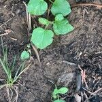 Cucumis melo Likasa