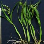 Prosthechea livida Прочее