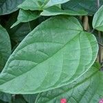 Clerodendrum umbellatum Leaf