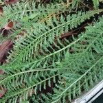 Achillea odorata Leaf