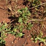Acanthospermum australe Habit