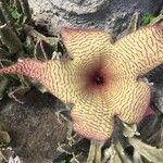 Stapelia gigantea Drugo