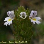Euphrasia pectinata Flor
