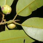 Calophyllum brasiliense Frukto