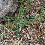 Anarrhinum laxiflorum Likasa