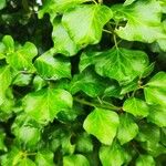 Hedera colchicaLeaf