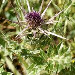 Silybum eburneum Flower